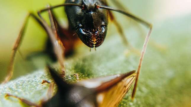Imagen para el artículo titulado El secreto mejor guardado de las hormigas: sus dientes están recubiertos de metal para morder mejor