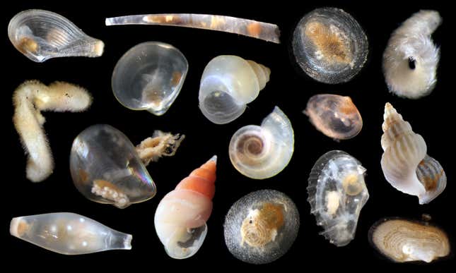Photo of assorted mollusks