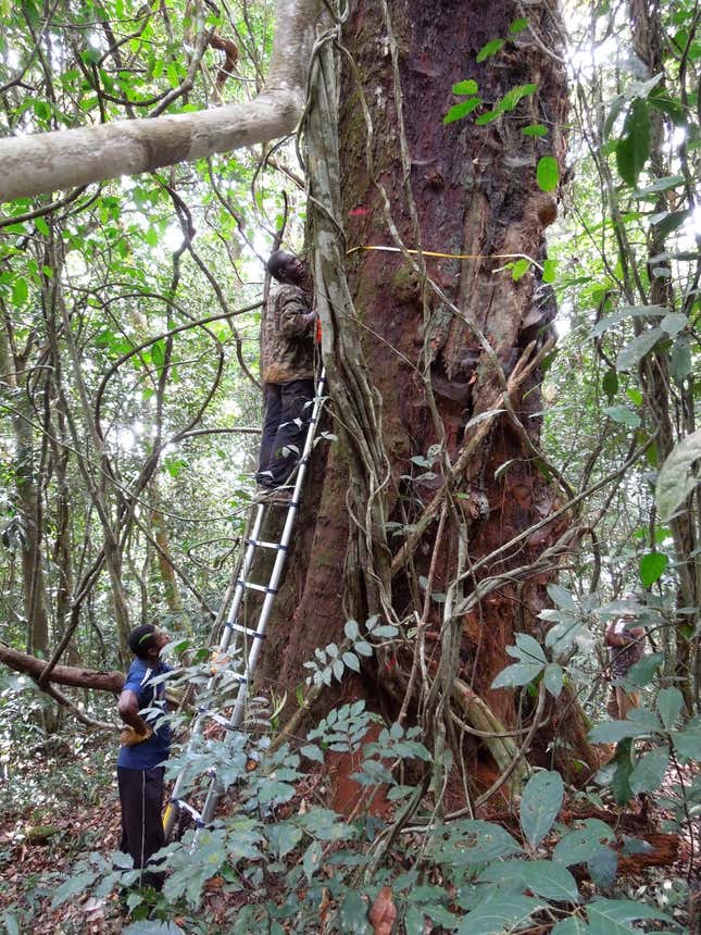 Researchers in Cameroon measure a 36 metre high tree.