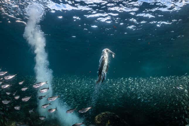 A blue-footed booby rises from a dive with a sardine it caught.