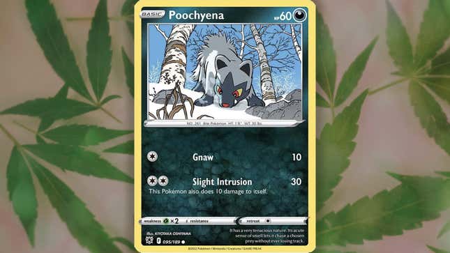 A blue and white dog-like creature called Poochyena is seen on a Pokémon card shown against a pot leaf background.