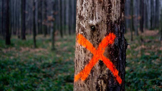 Image for article titled Here's What Those Spray Paint Marks on Trees Mean