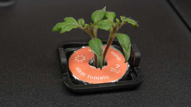 A close-up of a very small siam tomato plant sprout that had just been transplanted into the Rise Garden from the germination nursery.