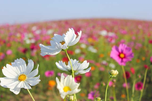 Imagen para el artículo titulado Por qué las flores de Reino Unido están floreciendo un mes antes de lo normal