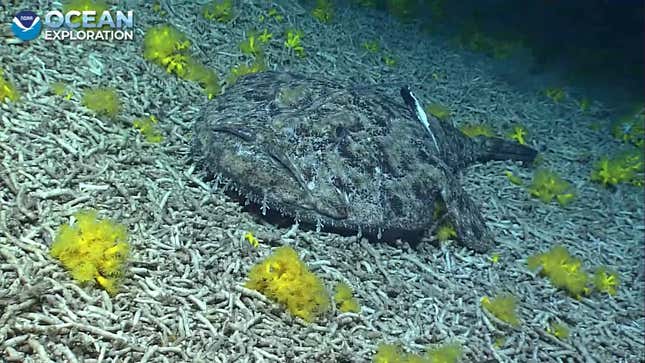 Angler fish