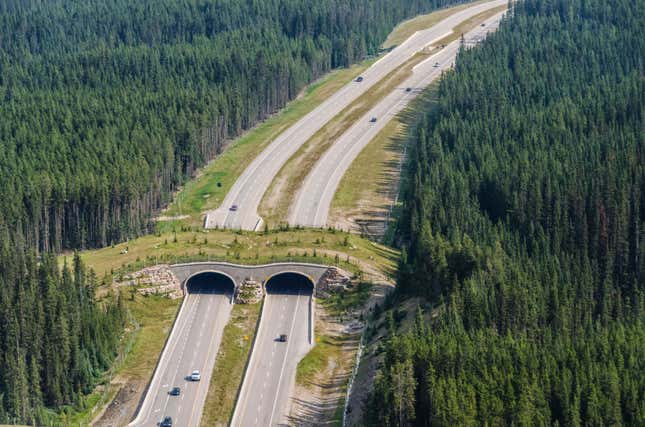 A safe passage for animals near Banff, Canada.