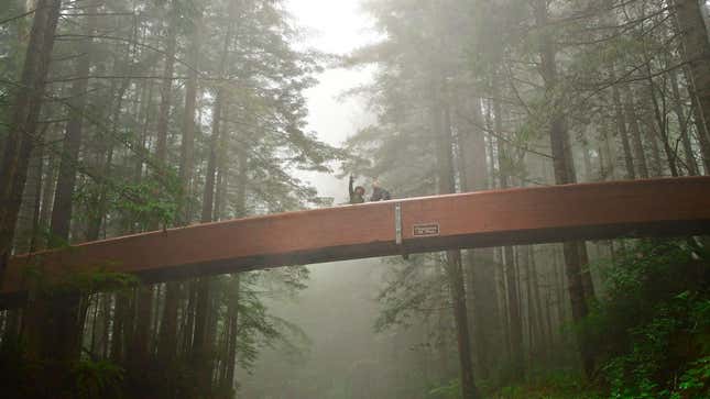 Ranger with visitor in fog on Lady Bird Johnson Grove footbridge, Redwood National Park.