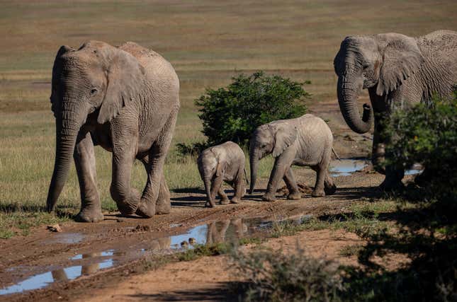 Image for article titled After A Horrible Week, Let’s Just Look At Elephants