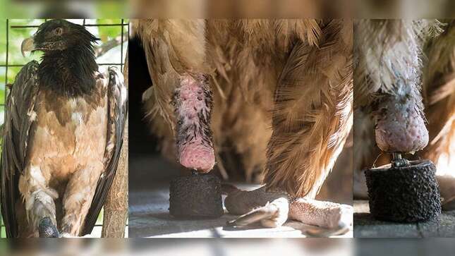Este buitre es el primer ave en recibir una extremidad biónica conectada al esqueleto
