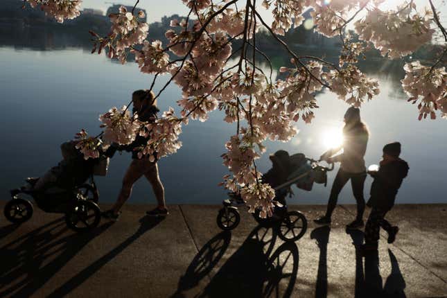 Photo of people and cherryblossoms