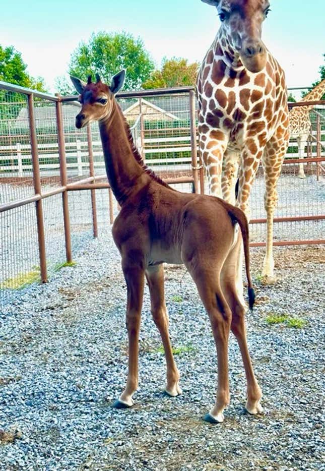 Imagen para el artículo titulado Nace una jirafa sin manchas en un zoo de Tennessee