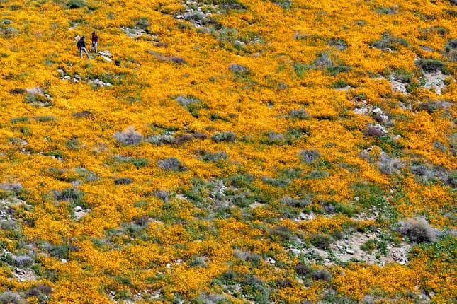 Image for article titled California’s colorful super blooms, in pictures