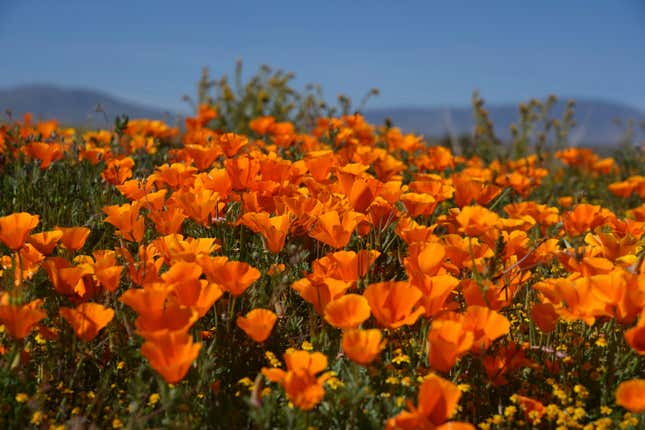 A close-up of flowers near Lancaster, CA on April 21, 2023.