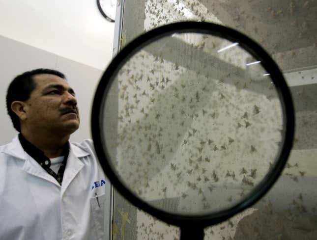 An expert observes fruit flies at the Agrarian Health Service in Lima, Peru.