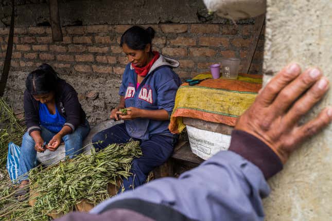 Women and children usually do the trim work, which involves cutting the leaves around the marijuana bud.