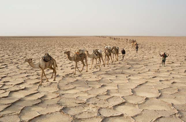 Men walk with their camels through the Danakil Depression