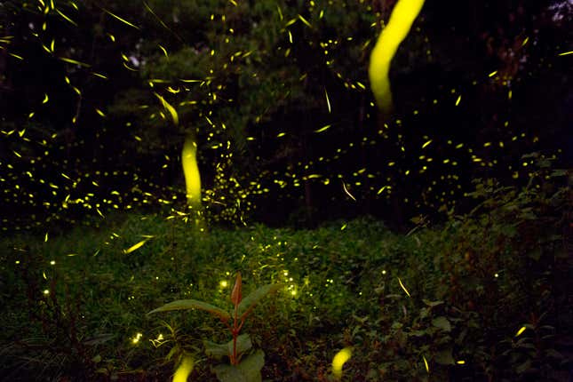 Photos: Farmers in Mexico are giving firefly tours to preserve their ...