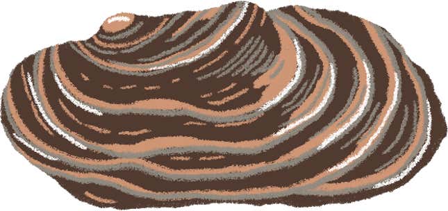 Image for article titled Trump’s border wall could decimate these rare species