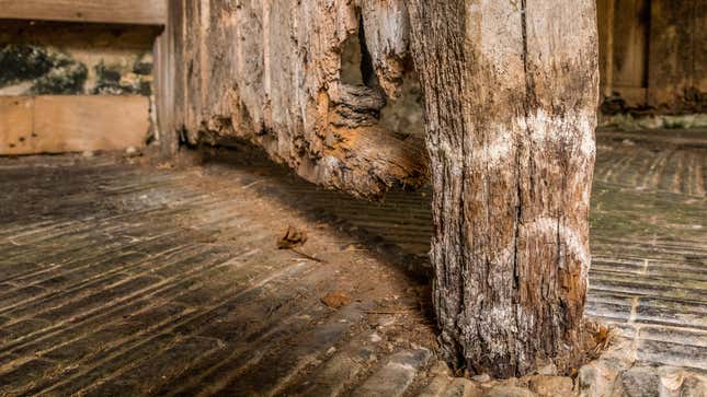 Image for article titled How to Tell the Difference Between Wood Rot and Termite Damage