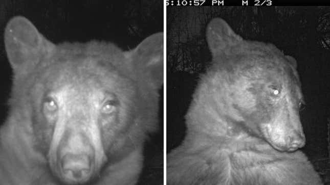 Image for article titled ‘Who Is She?’: Colorado Bear Knows Its Angles, Takes Hundreds of Selfies