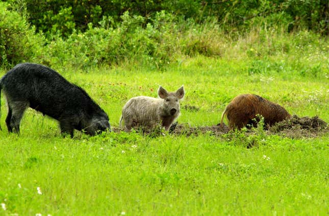 Feral swine damaging pastureland in a 2013 image courtesy of the USDA. 