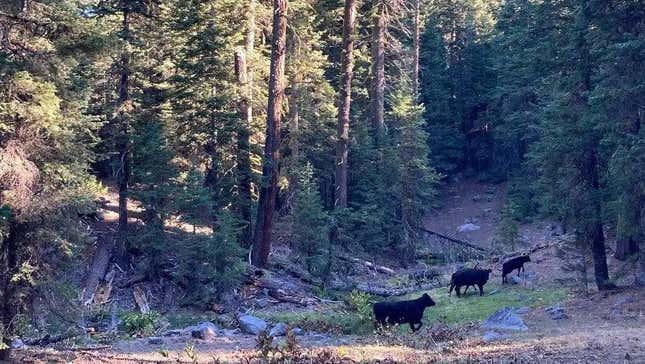 Cows grazing in a wilderness area