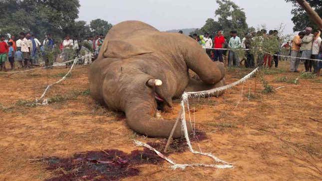 elephant tusker