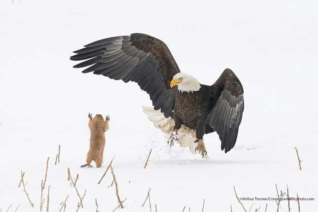 A prairie dog gets big in front of a bald eagle.