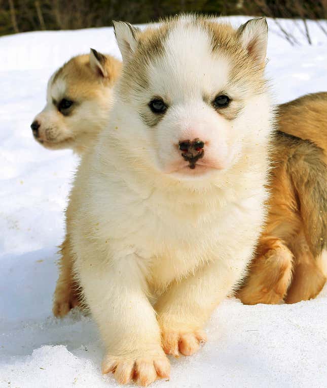 Cuddly but sensitive.
