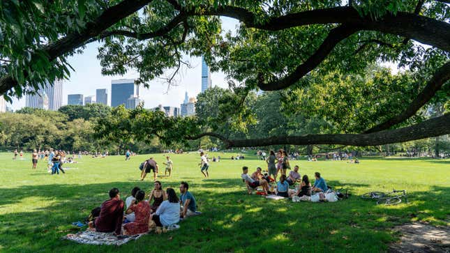 People picnic on the great lawn in Central Park.