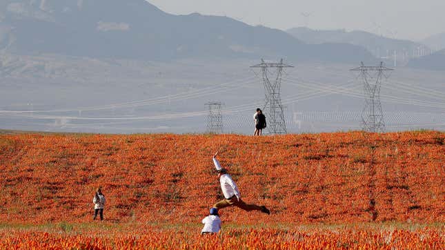A person jumps to pose for a photo amid blooming flowers in the Antelope Valley California Poppy Reserve near Lancaster, CA on April 14, 2023.