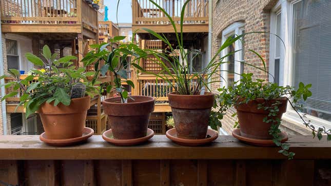 Back porch of a building with four flower pots full of greenery