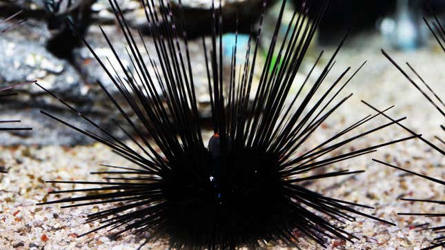 A long-spined sea urchin (Diadema antillarum)