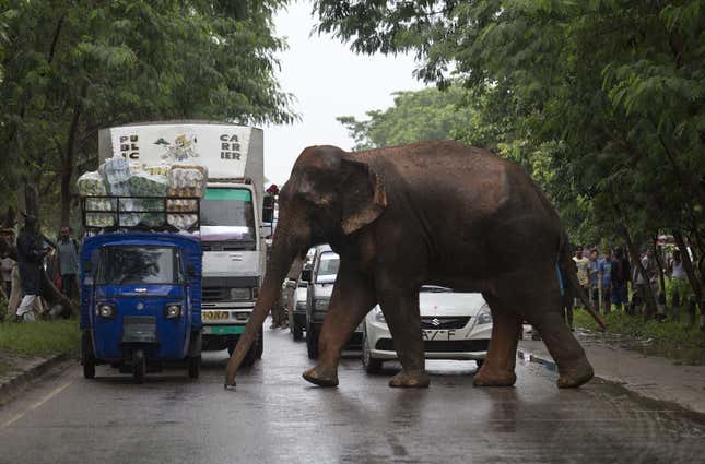Commuters stop their vehicles and watch the wild male elephant cross a highway.