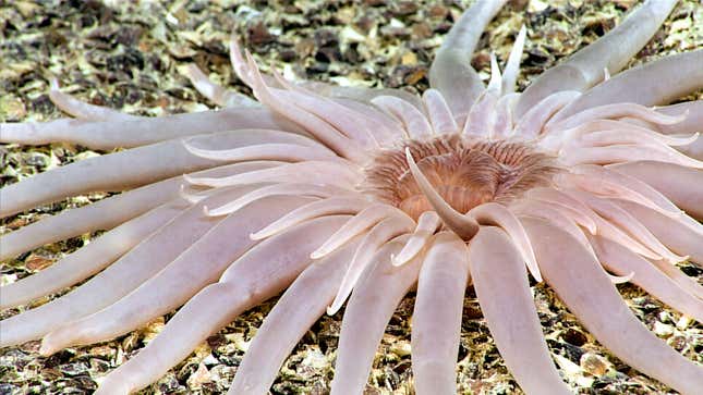 Photo of burrowing anemone