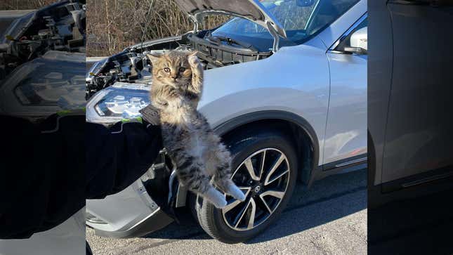 Image for article titled A Cat Was Rescued From This Moving Nissan Rogue&#39;s Engine Compartment
