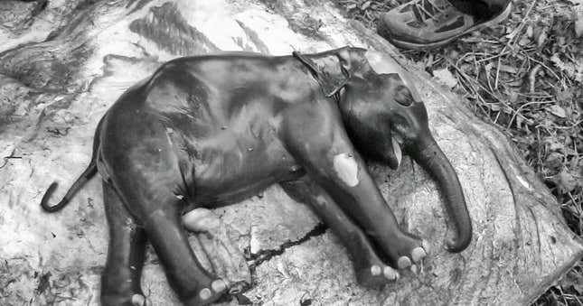 elephant bengal
