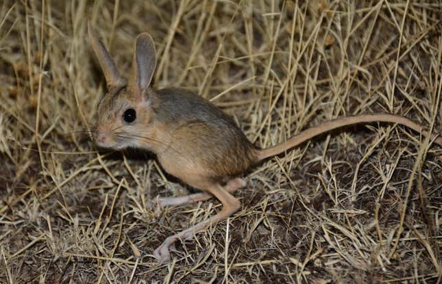 A jerboa.