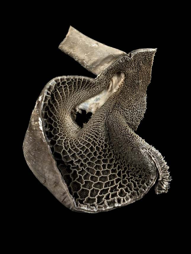 Image for article titled The best medical images of the year are these strange and beautiful nano photos