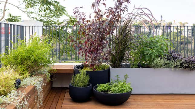 Large potted plants on a backyard deck