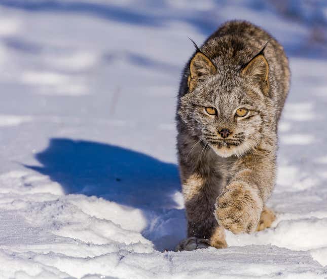 Monty, the Canadian Lynx at Minnesota Wildlife. (Dwight Tomes)