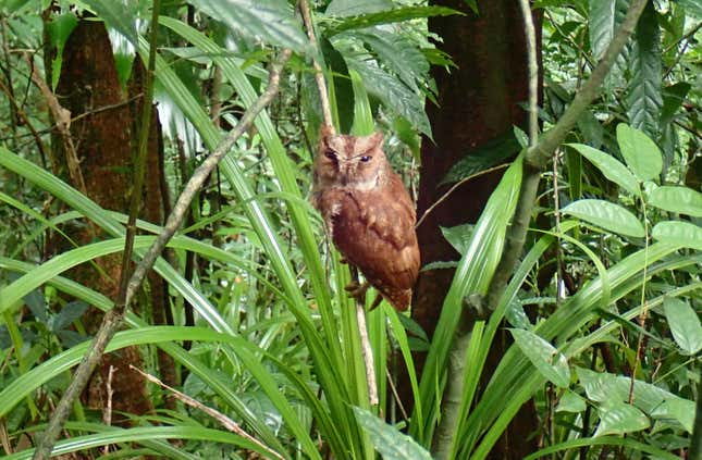 Image for article titled Newly Described Owl Species Looks Like a Meme and Sounds Like a Squeaky Toy