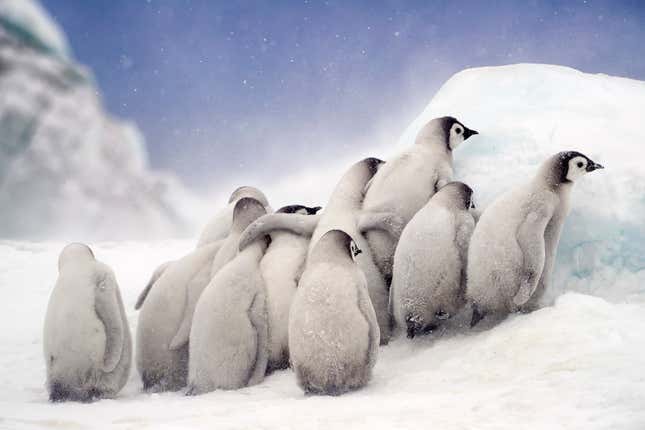 Image for article titled Epic and intimate glimpses of nature from the Sony World Photography Awards