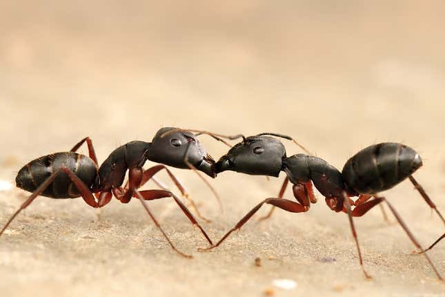 Imagen para el artículo titulado La ciencia revela el número y el peso de todas las hormigas que hay en el mundo
