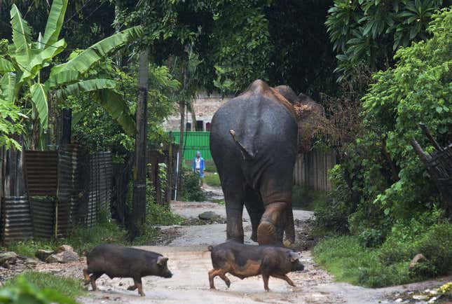The wild male elephant walks towards a nearby hill on the outskirts of Guwahati.