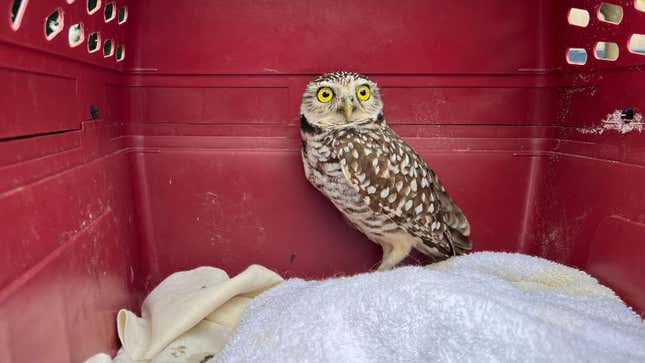 The stowaway owl after its capture