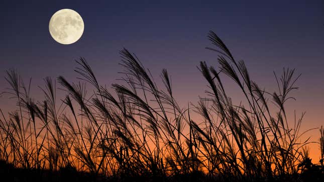 Image for article titled When to See the Full Harvest Moon Shine in September