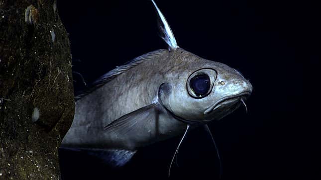 Photo of large-eyed silver fish