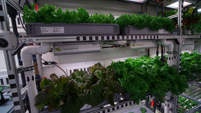 Scientists grew the first vegetables in Antarctica without soil or sunlight