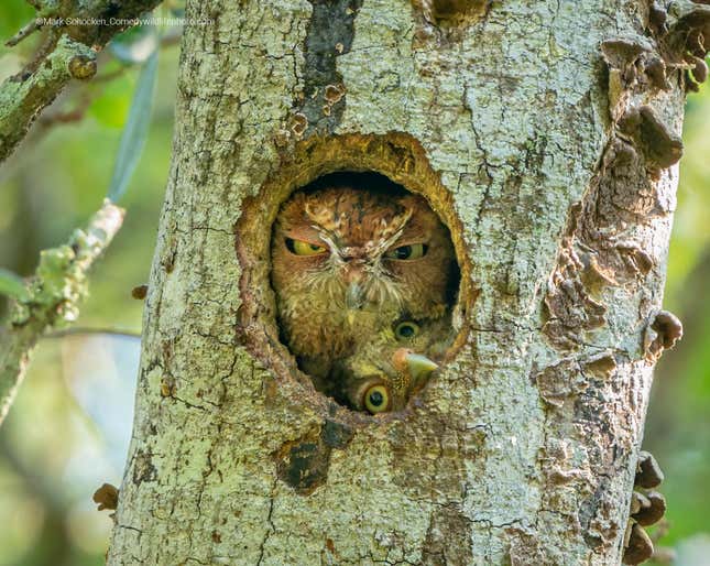 Two Eastern screech owls in a tree.